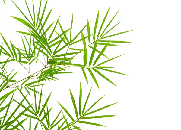 Izole beyaz arka plan ile bir bambu — Stok fotoğraf
