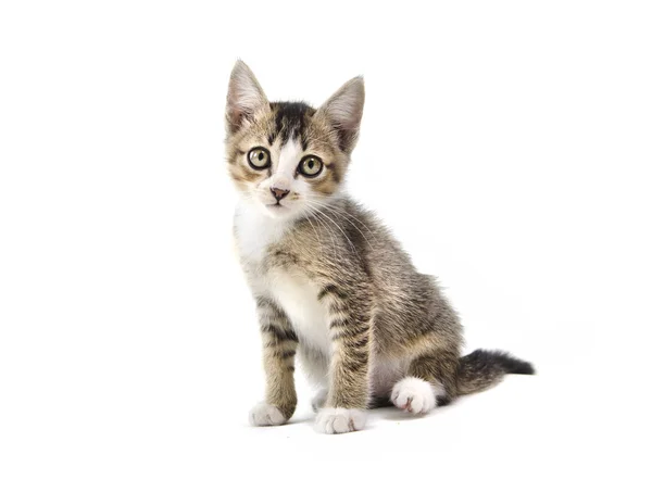Malaysiska herrelösa kattunge — Stockfoto