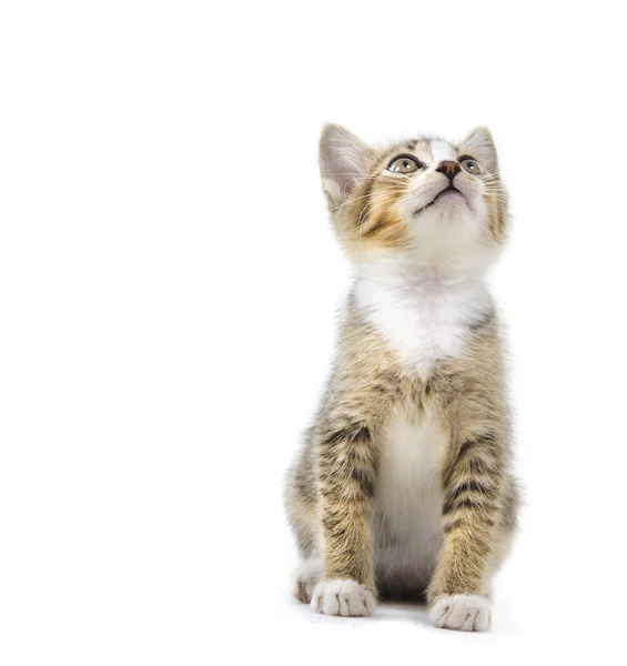 Malaiisch streunendes Kätzchen isoliert auf weiß — Stockfoto