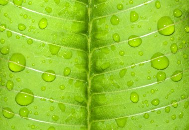 Water-drop on a green leaf after rain clipart