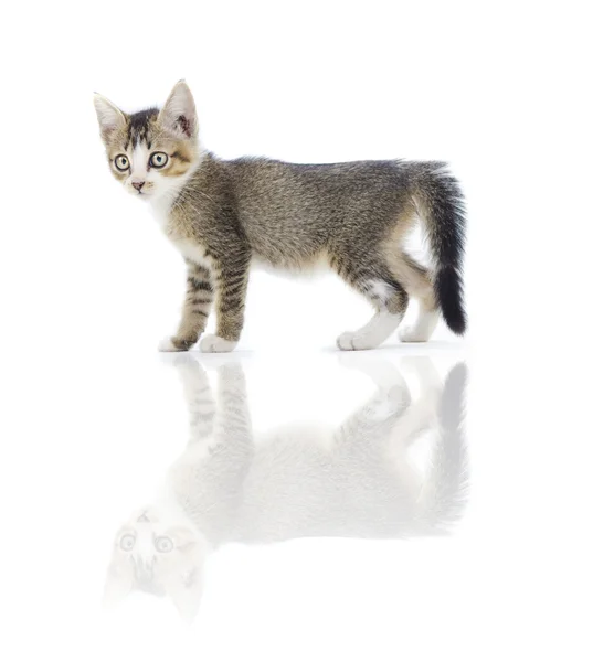 Malese gattino randagio isolato su bianco — Foto Stock