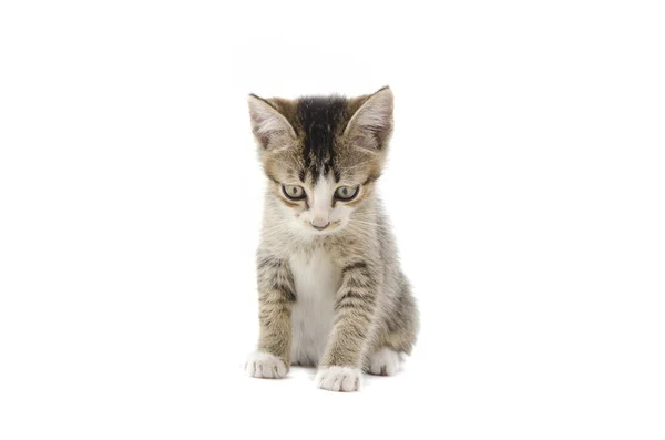 Malese gattino randagio isolato su bianco — Foto Stock