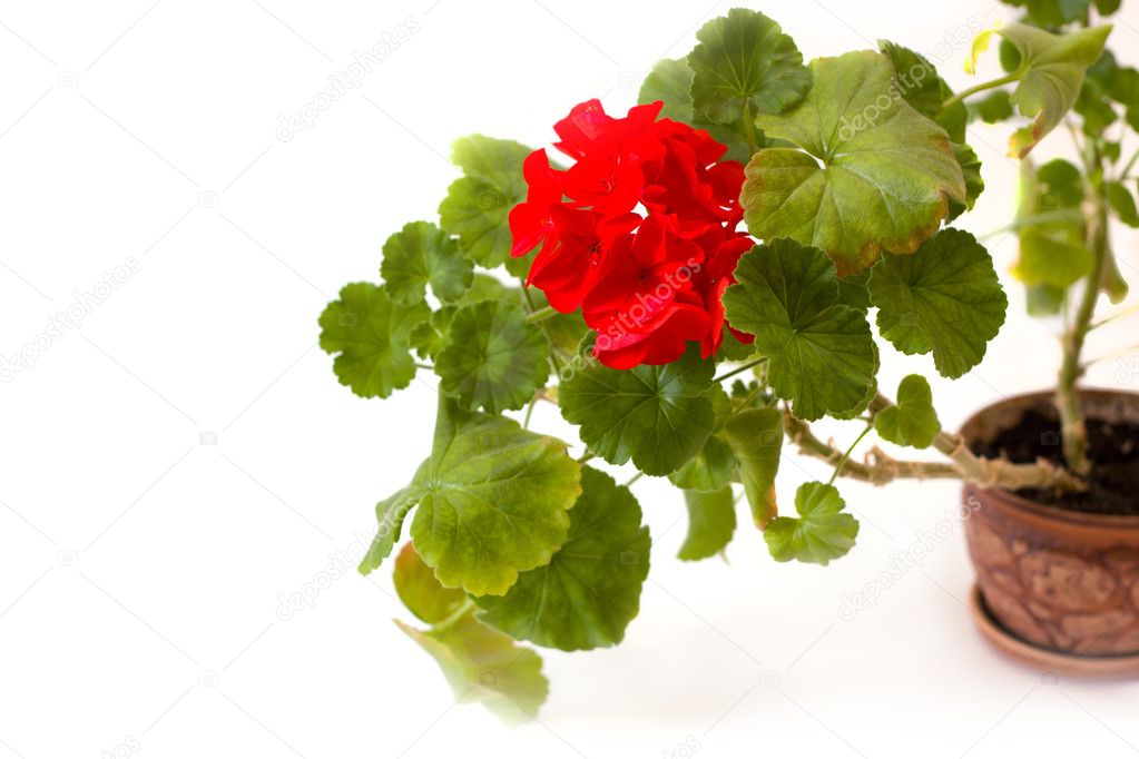 Red pelargonium flower in the pot isolated on white