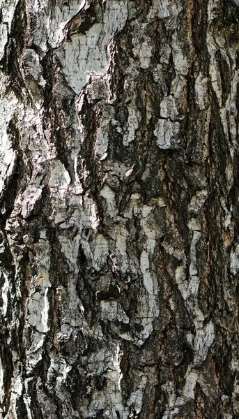 Corteza de abedul textura del árbol fondo — Foto de stock gratis