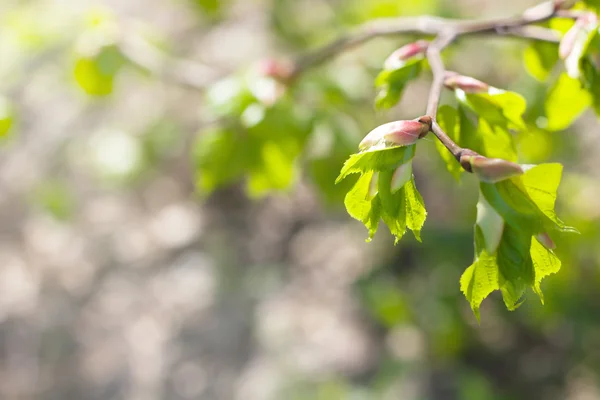 Zelená jarní zanechává makro fotografie — Stock fotografie