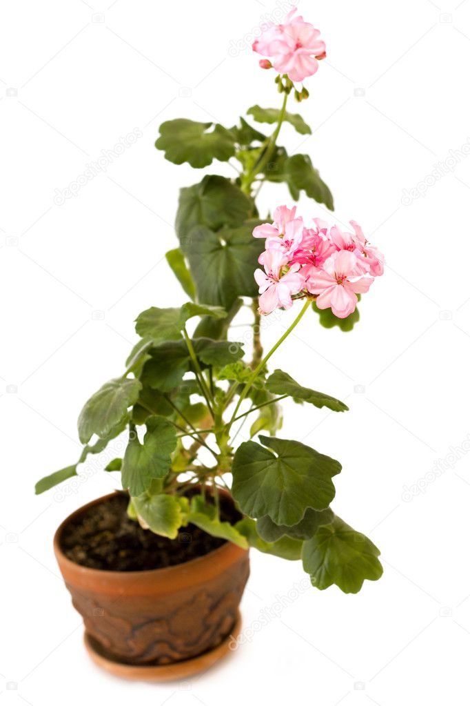 Pink pelargonium flower in the pot isolated on white