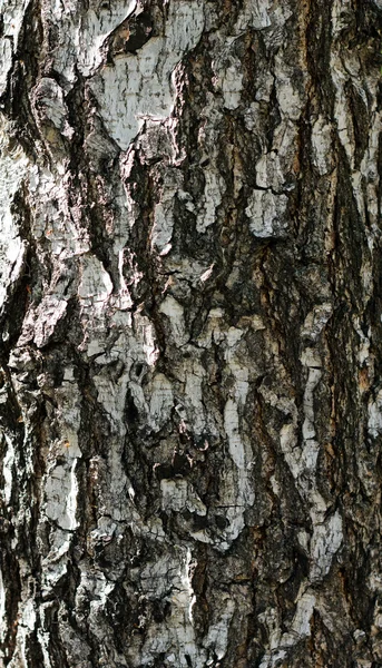 Corteza de abedul textura del árbol fondo — Foto de Stock