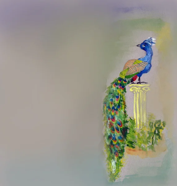 Akvarell påfågel fågel på grått papper bakgrund — Stockfoto