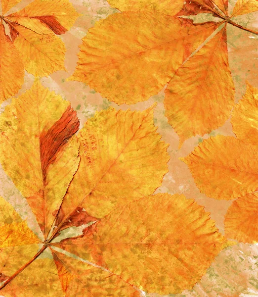 Fundo laranja com folhas de outono — Fotografia de Stock