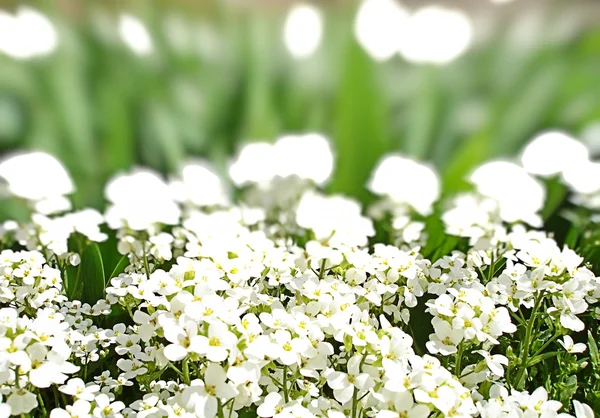 Vita blommor och grönt gräs — Stockfoto