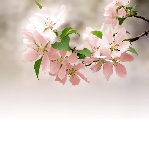 Fiori rosa fioritura albero brunch profondo bokeh — Foto Stock