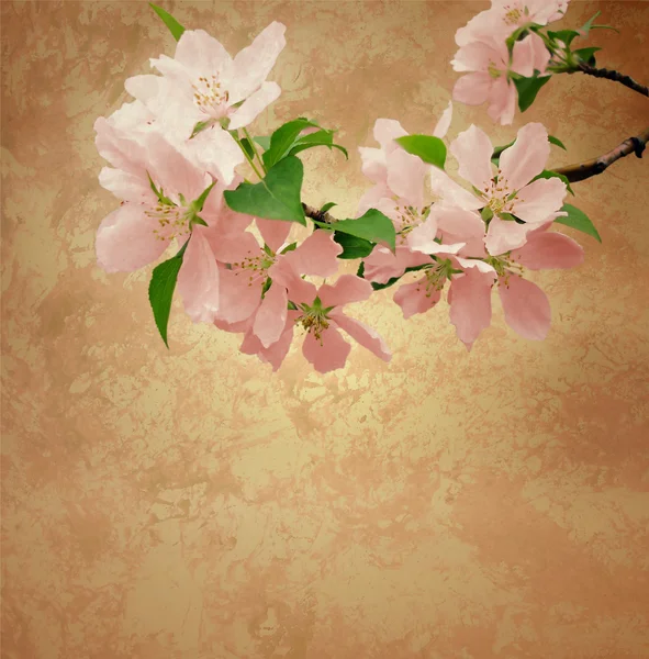 Pink flowers blossoming tree brunch deep bokeh — Stock Photo, Image