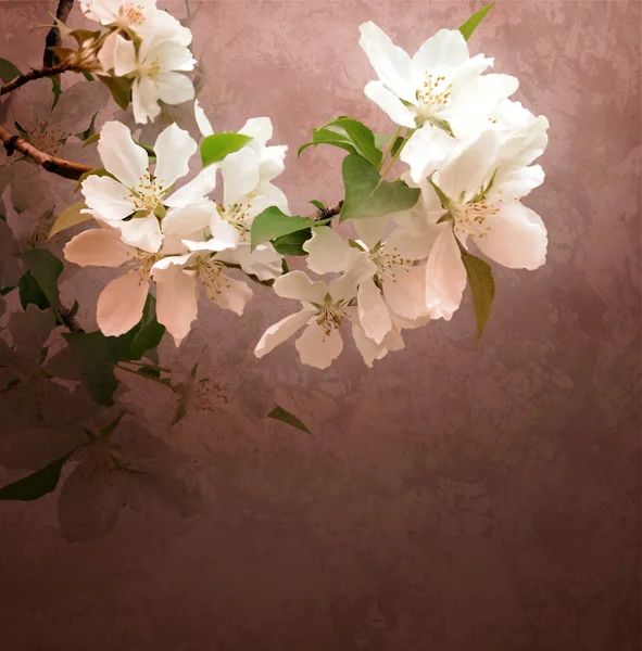 Flores rosas en flor árbol brunch bokeh profundo — Foto de Stock