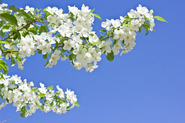 Blossoming apple tree spring photo — Zdjęcie stockowe