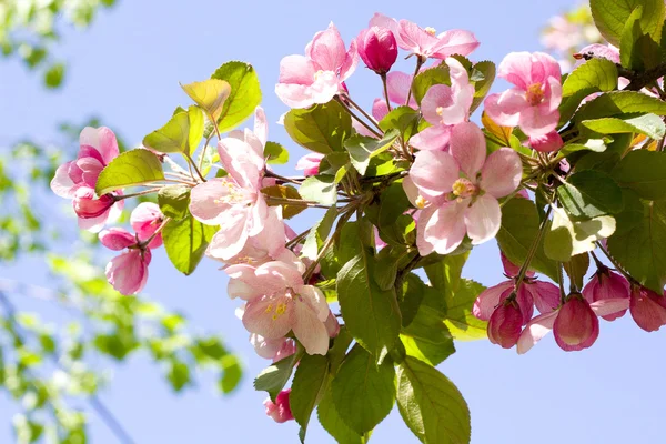 Primavera albero di mele foto — Foto Stock