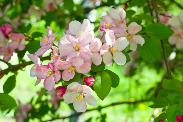 Bloeiende apple boom voorjaar foto — Stockfoto