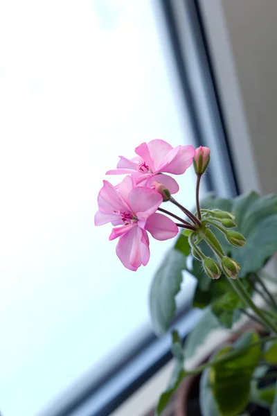 Rosa pelargoniumblomst på vinduet – stockfoto