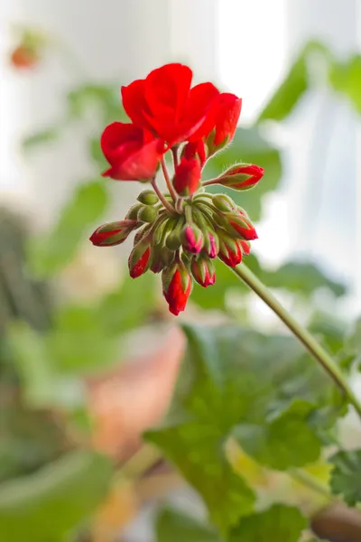 Red flowers of blossoming pelargonia on green leaves bokeh backg — Stock Photo, Image