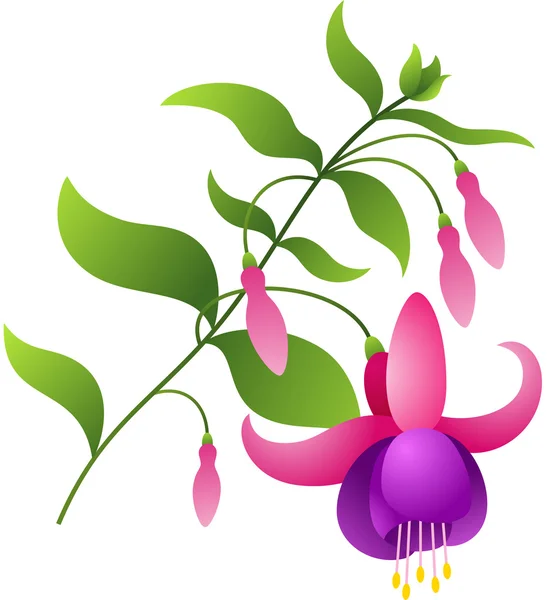 Цветок Фуксии — стоковый вектор