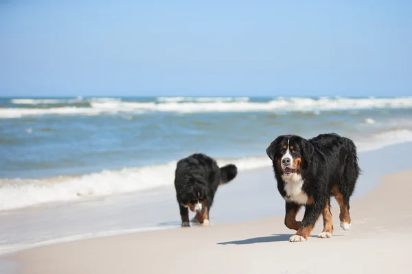 Собака на пляже — стоковое фото