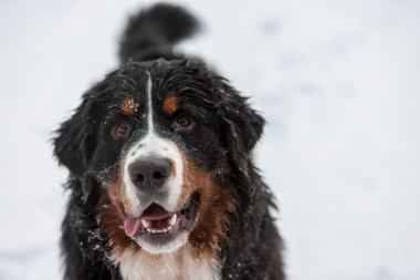 kar kış köpek