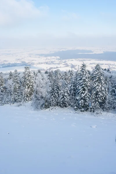 Les ve sněhu. — Stock fotografie