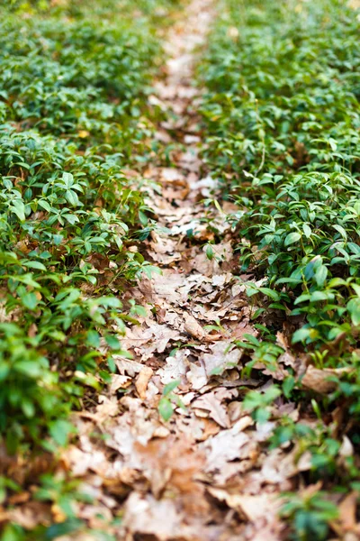 Trail in forest — Stock Photo, Image