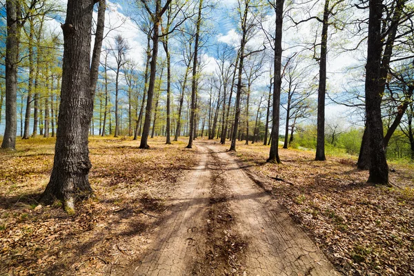 Estrada de terra na floresta — Fotografia de Stock