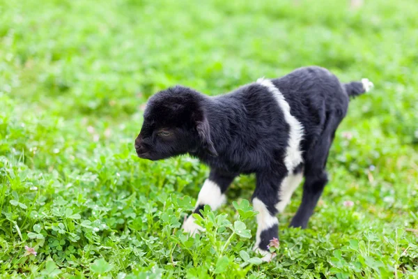 Cabra bebé num campo de relva — Fotografia de Stock