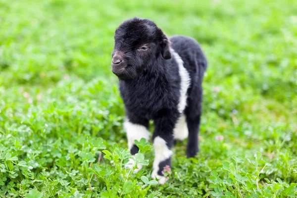 Bébé chèvre dans un champ d'herbe — Photo