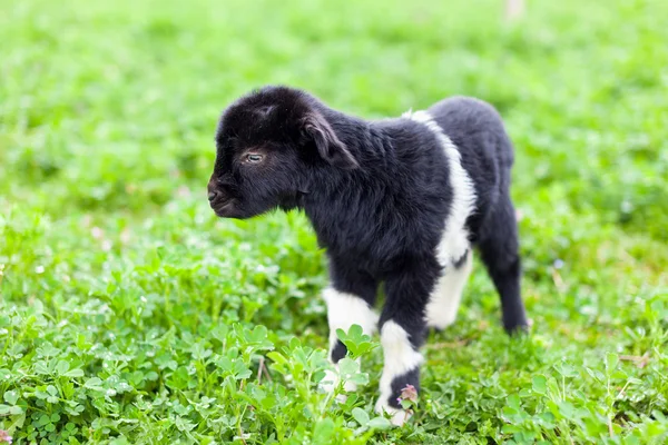Дитяча коза в трав'яному полі — стокове фото