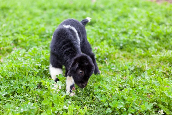 Baby get i en gräsplan — Stockfoto