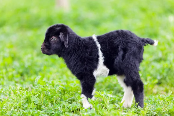Baba kecske egy füves területen — Stock Fotó