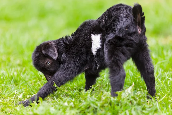 Baby goat in a grass field — Stock Photo, Image