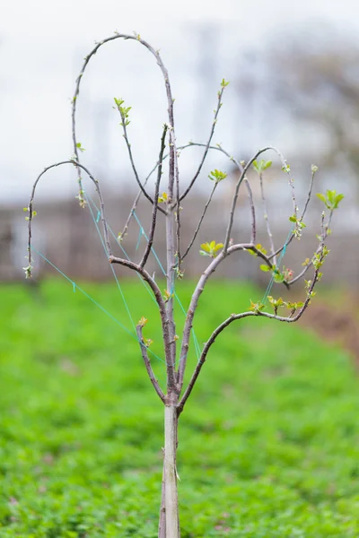 Árvore de maçã jovem — Fotografia de Stock