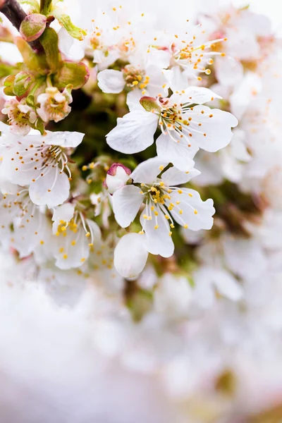 Kersenboom branch — Stockfoto