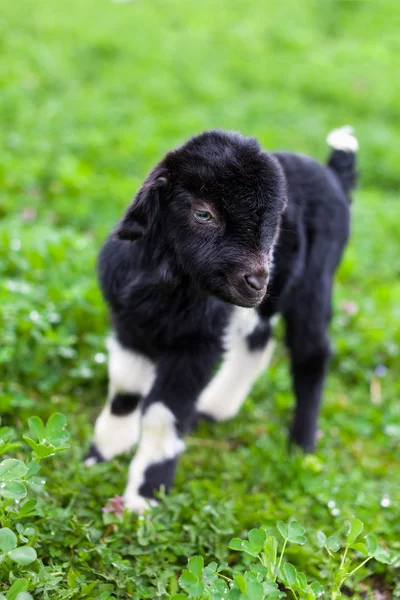Дитяча коза в трав'яному полі Стокова Картинка