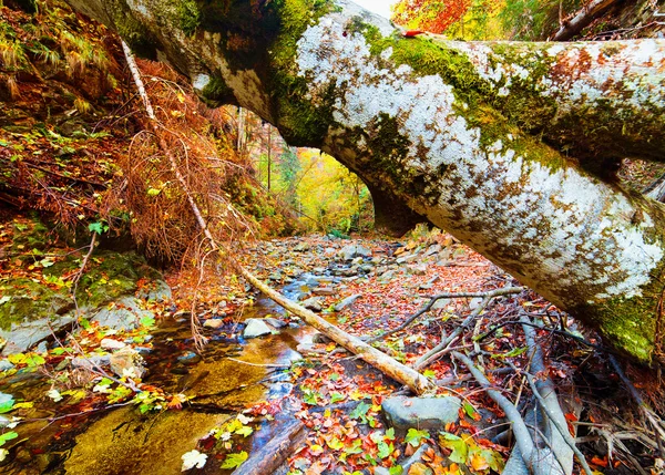 Omgevallen boom in een vallei — Stockfoto