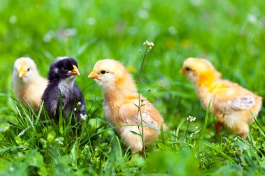 Group of baby chicks in grass clipart