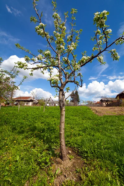 Hruškový strom v zahradě — Stock fotografie