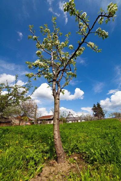 Δέντρο αχλαδιών σε έναν κήπο — Φωτογραφία Αρχείου