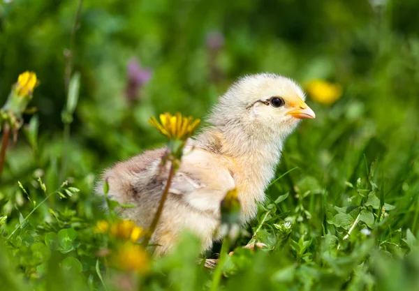Cute baby chick in grass — Stock Photo, Image