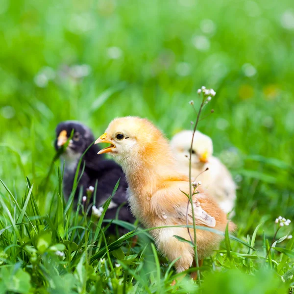 Группа птенцов в траве — стоковое фото