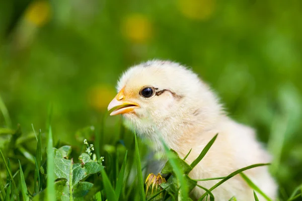 Cute baby chick in grass — Stock Photo, Image
