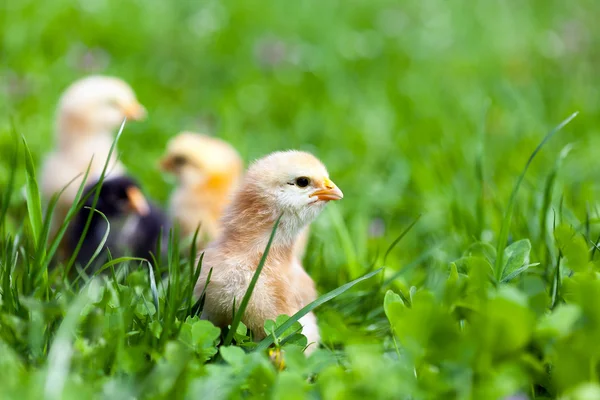 小鸡在草丛中的组 — 图库照片