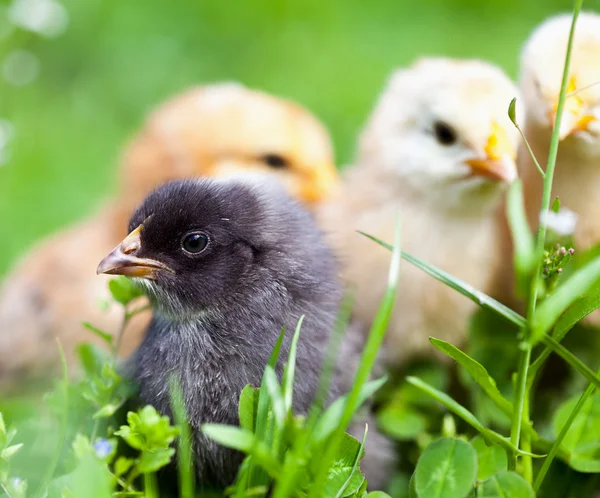 Group of baby chicks in grass — Stock Photo, Image