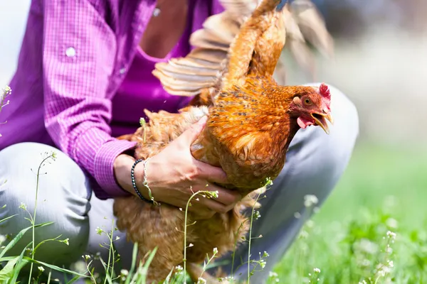 Woman catching a chicken outdoor — Stock Photo, Image