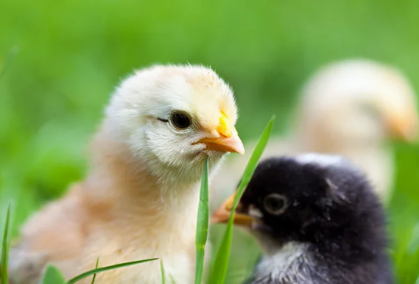 Group of baby chicks in grass — Stock Photo, Image