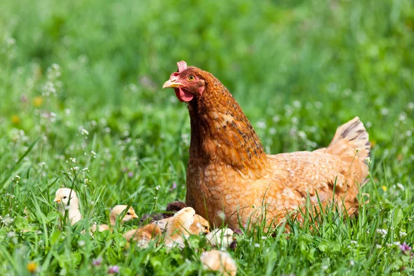 Chicken with babies — Stock Photo, Image