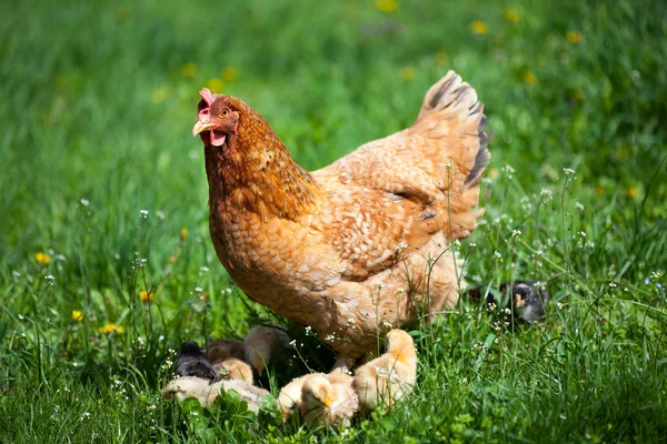 Курица с детьми — стоковое фото